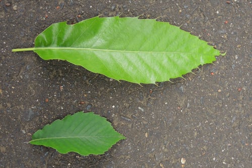 見分け方,似ている