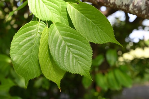 陽光桜,樹木,新種の桜,ようこう,ヨウコウザクラ