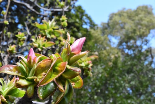 かりんの木,画像,カリン
