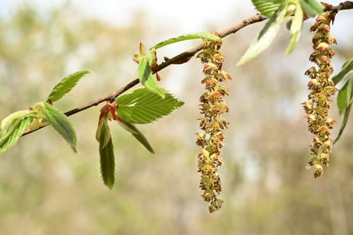Chonowski's hornbeam