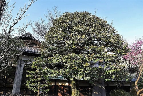 スダジイ,すだじい,シイノキ,種類