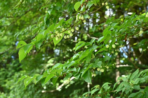 エゴノキ,えごのきのみ