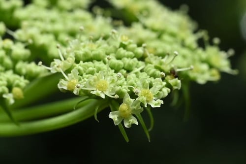 アシタバ,Angelica keiskei