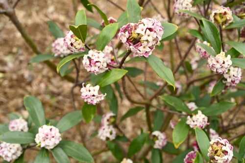 沈丁花,Winter daphne,じんちょうげ