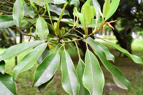 おがたまのき,画像,オガタマノキ