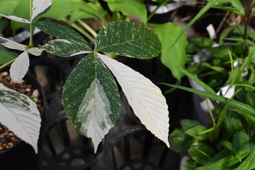 品種,模様,とちのき