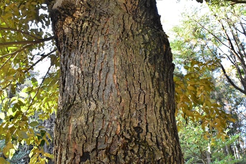 すだじい,ながじい,スダジイ