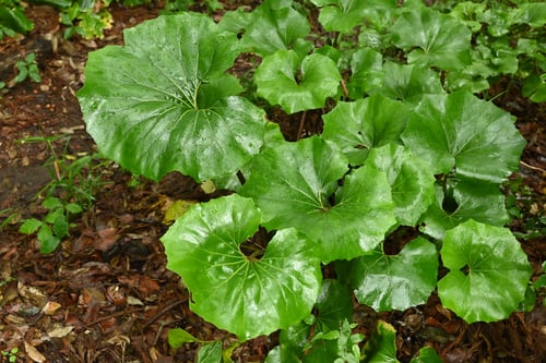 ツワブキ,葉っぱ,つわぶき