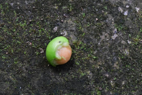 ナギの実,なぎ,植物