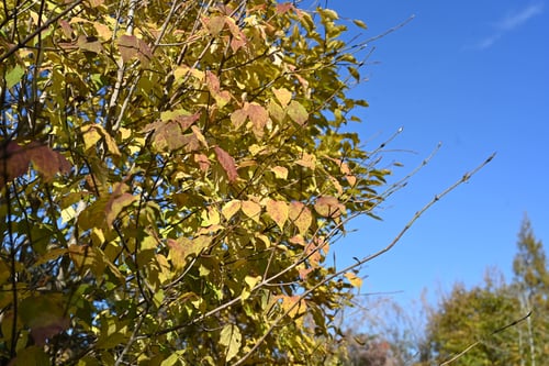 ツリバナ,つりばなの木は紅葉しますか