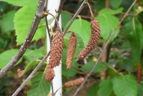 白樺,シラカンバ,種子