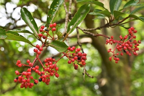 さんごじゅ,Sweet viburnum,fruits