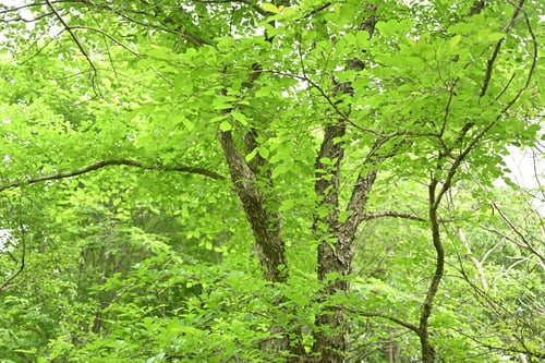 樹高,はるにれ,ハルニレ