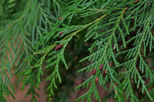 桧に似た木,ローソンヒノキ