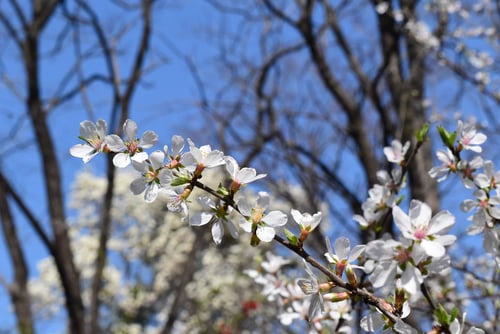 ゆすらうめ,開花期,樹木