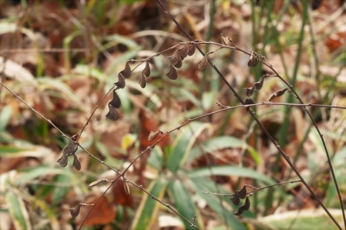 ヌスビトハギ,ひっつきむし,植物