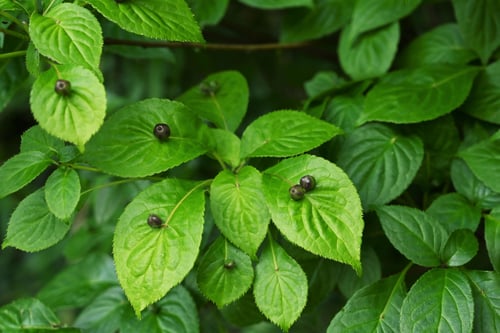 花筏,草木,はないかだ