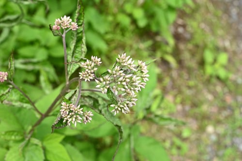 ヒヨドリバナ,ひよどりばな,画像