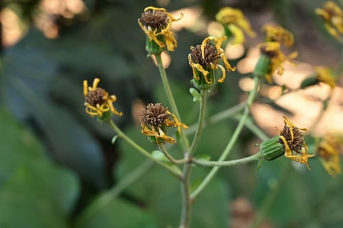 ツワブキとはどんな植物ですか,つわぶき