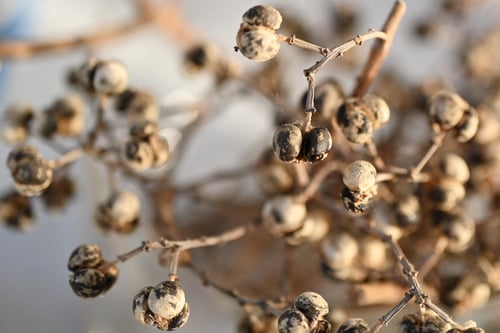 ナンキンハゼ,南京はぜの木,種子,なんきんはぜ