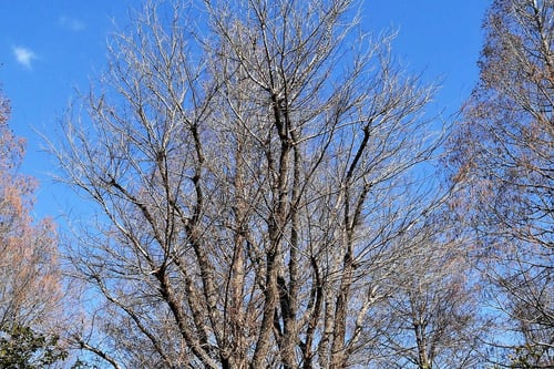 ハルニレ,はるにれ,春楡の木