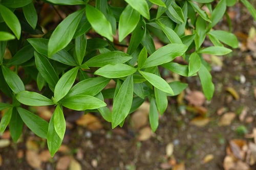 沈丁花,ジンチョウゲ,じんちょうげ