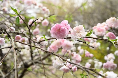 げんぺい,桃の木,はなもも