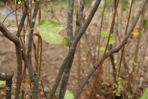 ユキヤナギの木,ゆきやなぎ,雪柳