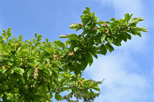 花,コブシ,こぶしの木の実