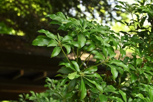アセビ,馬酔木,特徴