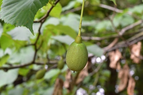 はんかちのき,ハンカチノキ,実