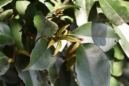 スダジイ,シイノキ,植物,すだじい