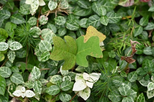 苗木,実生,ゆりのき