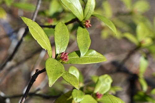 沈丁花,じんちょうげ,ジンチョウゲの木,ちんちょうげ