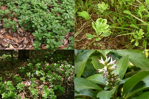グラウンドカバーに向いている植物,種類