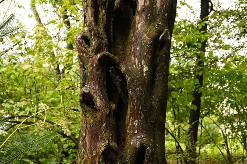 連理,いちい,樹木