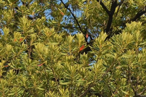 ホルトノキ,樹木,ほるとのき