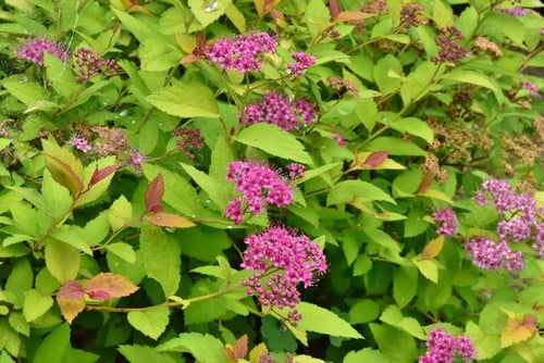 シモツケ　種類