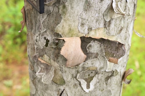 しろまつ,はくしょう,木,白松