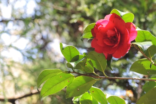 緋縮緬（ひじりめん） 