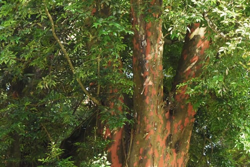 ナギの木の幹,なぎ,梛木