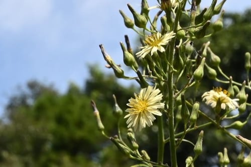 あきののげし,開花時期,アキノノゲシ