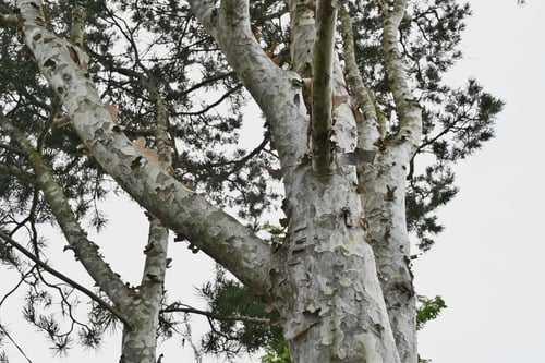 白松の木,幹,ハクショウ,シロマツ