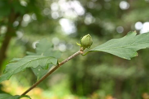 ムクゲ,木槿のツボミ,むくげ,画像