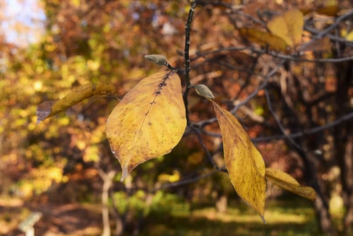 花,コブシ,辛夷,紅葉