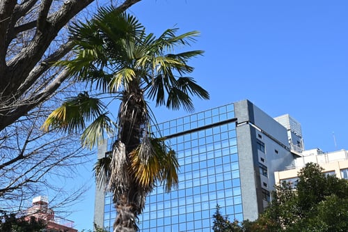 シュロの木,椰子の木みたいな植物,しゅろ