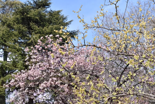 ソシンロウバイ,素心蝋梅,花木