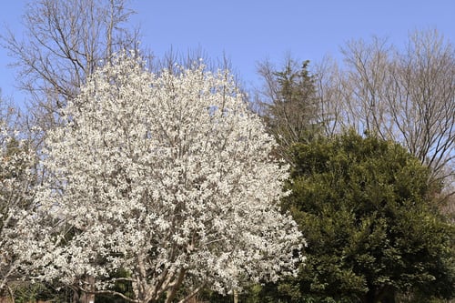 花,こぶし,木,コブシ