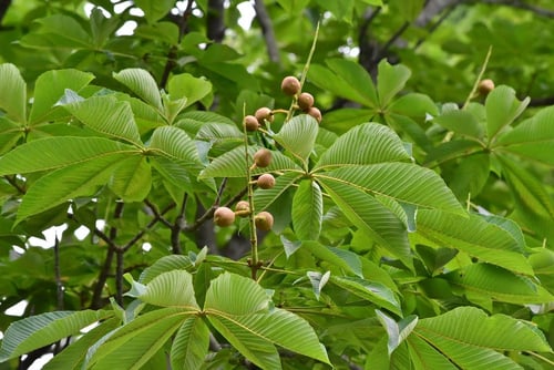 橡の実,写真,とちのき,トチノキ
