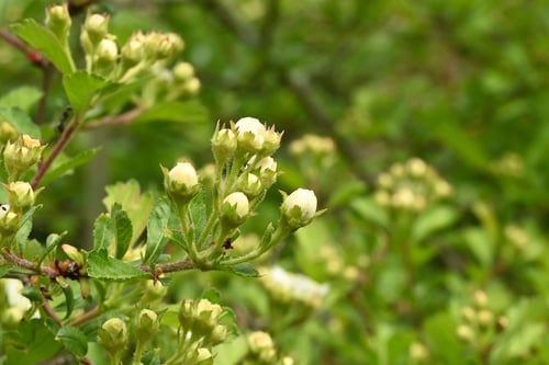 Japanese hawthorn/Mayflower
